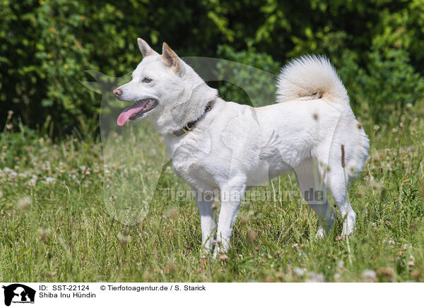 Shiba Inu Hndin / female Shiba Inu / SST-22124