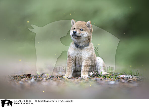 Shiba Inu Welpe / Shiba Inu Puppy / ALS-01333