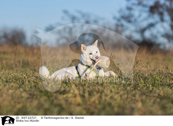 Shiba Inu Hndin / female Shiba Inu / SST-22721