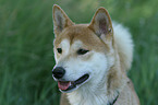 Shiba Inu Welpe