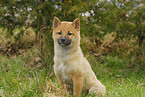 junger Shiba Inu