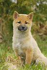 junger Shiba Inu