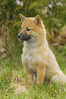 junger Shiba Inu