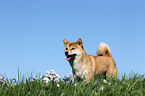 Shiba Inu im Gras