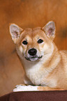 liegender Shiba Inu