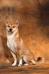 sitzender Shiba Inu