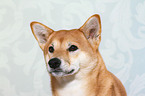 Shiba Inu Portrait