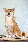 sitzender Shiba Inu