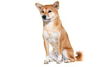 sitzender Shiba Inu