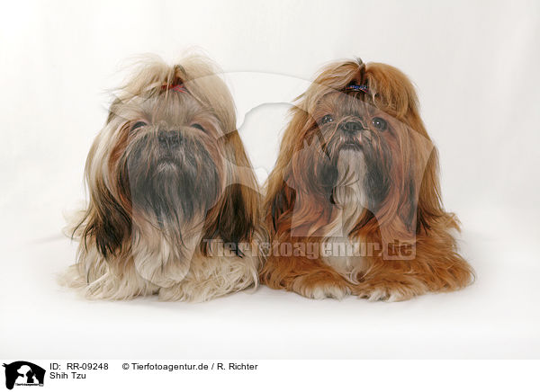 Shih Tzu / Shih Tzu / RR-09248