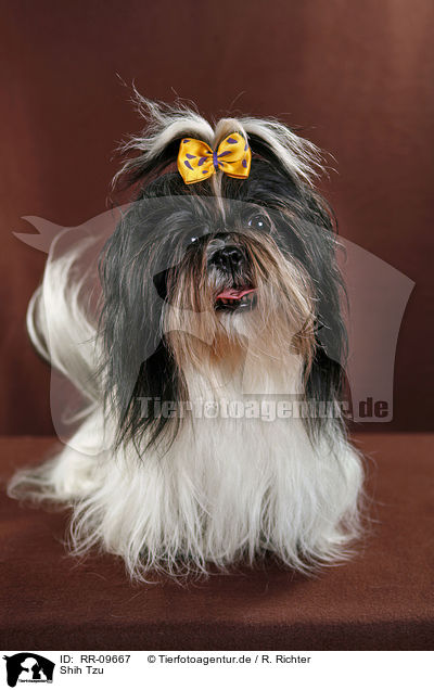 Shih Tzu / Shih Tzu / RR-09667