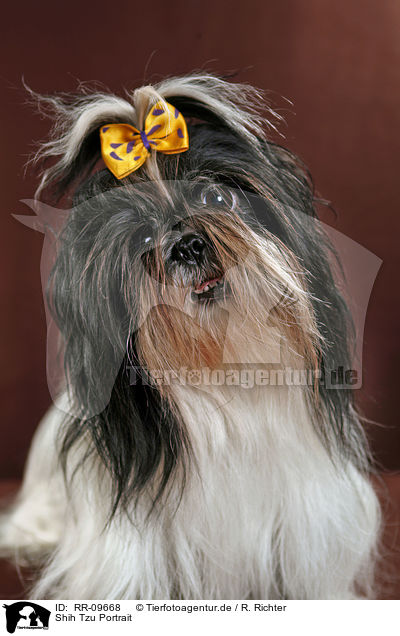 Shih Tzu Portrait / Shih Tzu Portrait / RR-09668