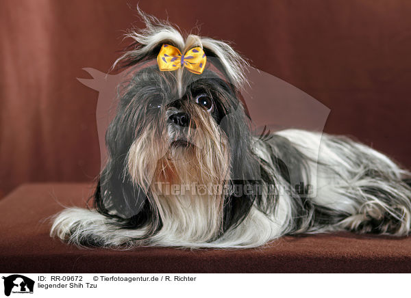 liegender Shih Tzu / lying Shih Tzu / RR-09672