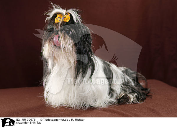 sitzender Shih Tzu / sitting Shih Tzu / RR-09675