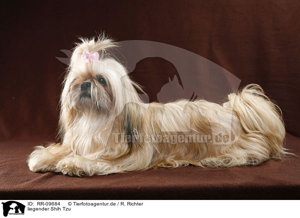 liegender Shih Tzu / lying Shih Tzu / RR-09684