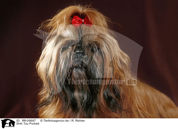 Shih Tzu Portrait / Shih Tzu Portrait / RR-09687