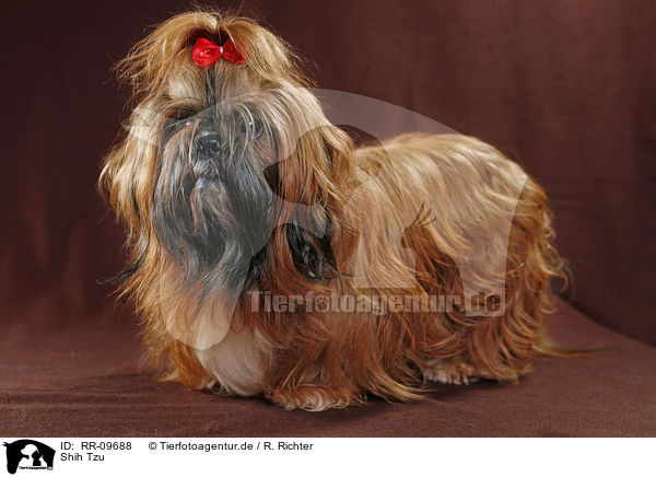 Shih Tzu / Shih Tzu / RR-09688