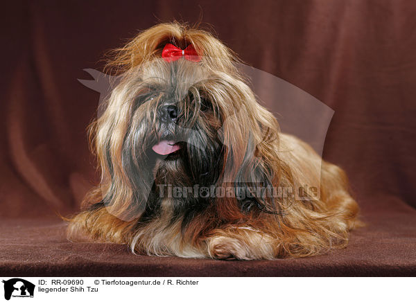 liegender Shih Tzu / lying Shih Tzu / RR-09690