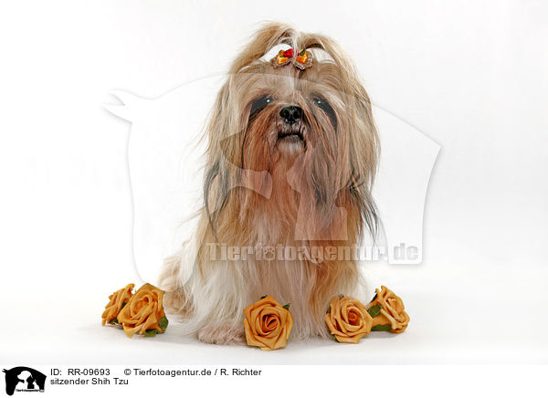 sitzender Shih Tzu / RR-09693