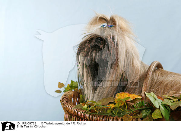 Shih Tzu im Krbchen / Shih Tzu in basket / RR-09723