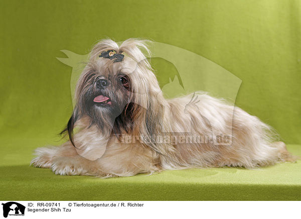 liegender Shih Tzu / RR-09741