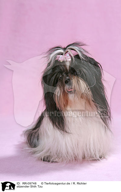 sitzender Shih Tzu / sitting Shih Tzu / RR-09748