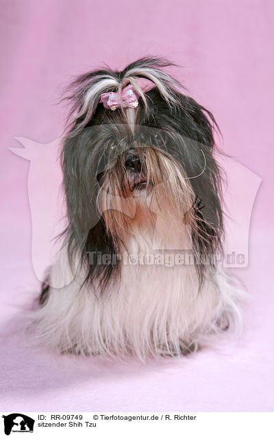 sitzender Shih Tzu / RR-09749