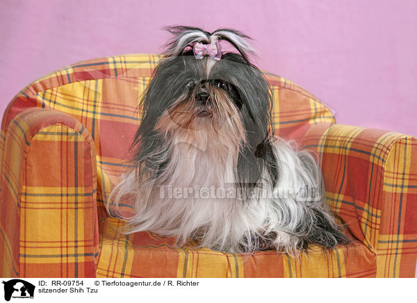 sitzender Shih Tzu / sitting Shih Tzu / RR-09754