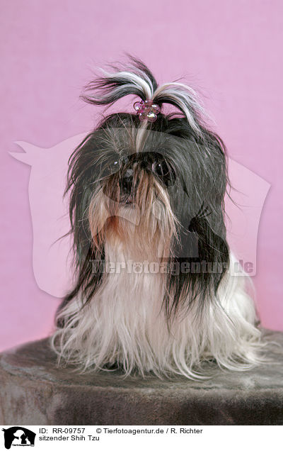 sitzender Shih Tzu / RR-09757