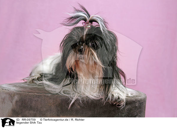 liegender Shih Tzu / RR-09759