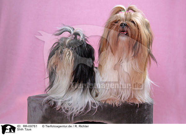 Shih Tzus / RR-09761