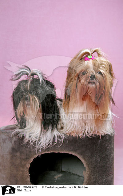 Shih Tzus / Shih Tzus / RR-09762