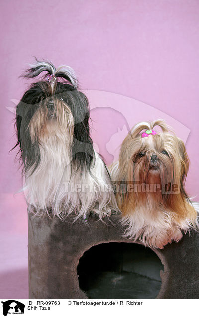 Shih Tzus / Shih Tzus / RR-09763