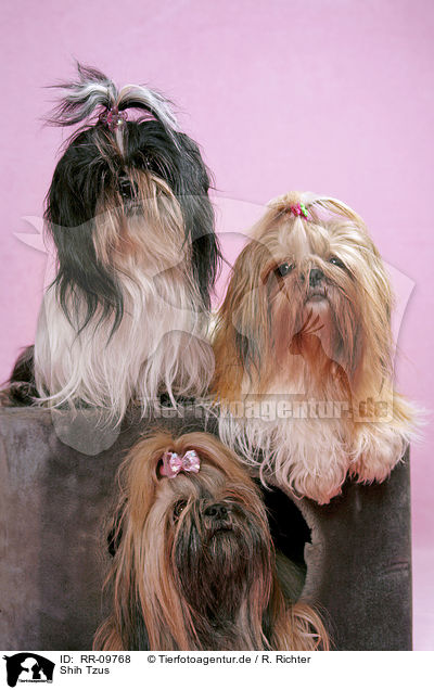 Shih Tzus / Shih Tzus / RR-09768