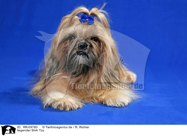 liegender Shih Tzu / lying Shih Tzu / RR-09780