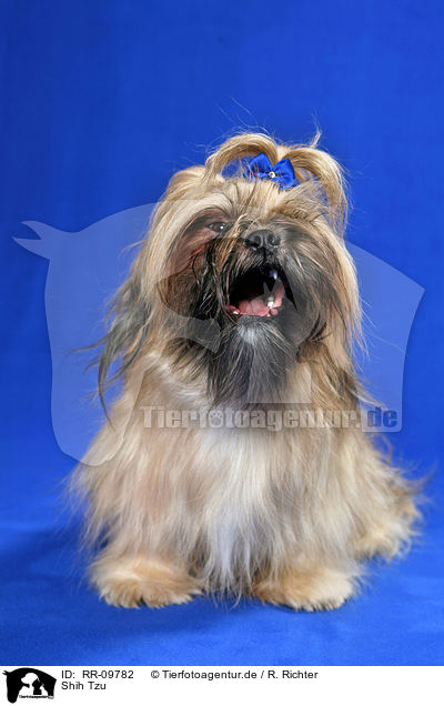 Shih Tzu / Shih Tzu / RR-09782