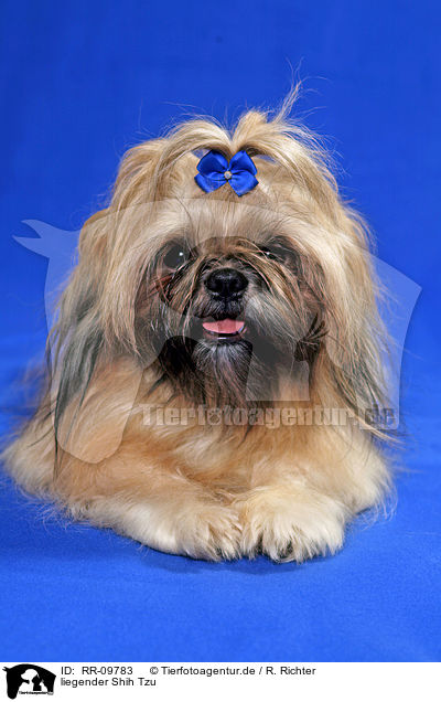 liegender Shih Tzu / lying Shih Tzu / RR-09783