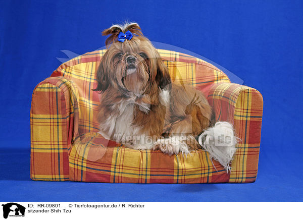 sitzender Shih Tzu / sitting Shih Tzu / RR-09801