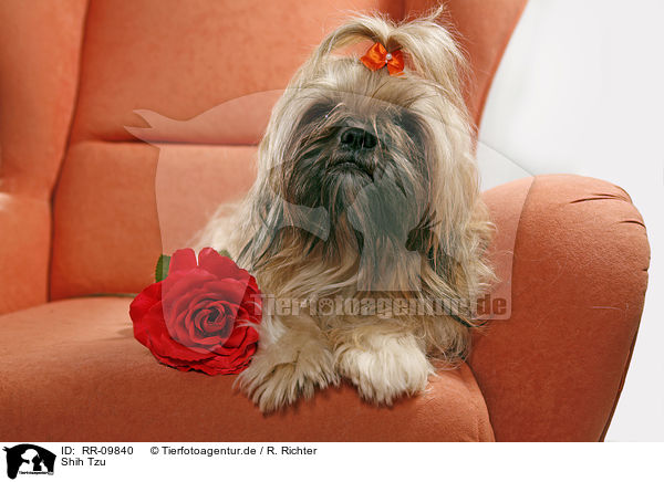 Shih Tzu / RR-09840