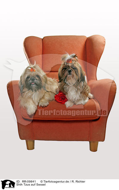 Shih Tzus auf Sessel / Shih Tzus on armchair / RR-09841