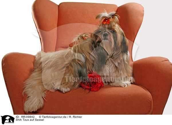 Shih Tzus auf Sessel / Shih Tzus on armchair / RR-09842