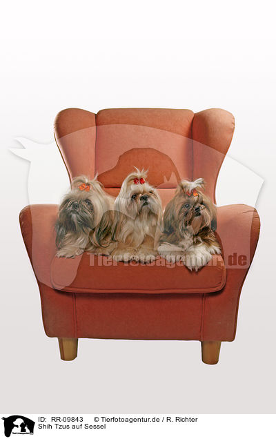 Shih Tzus auf Sessel / Shih Tzus on armchair / RR-09843