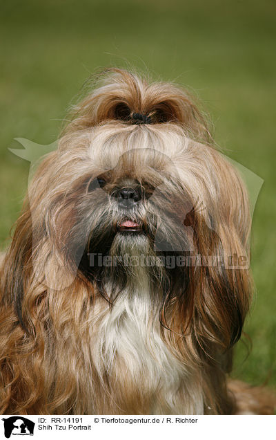 Shih Tzu Portrait / Shih Tzu Portrait / RR-14191