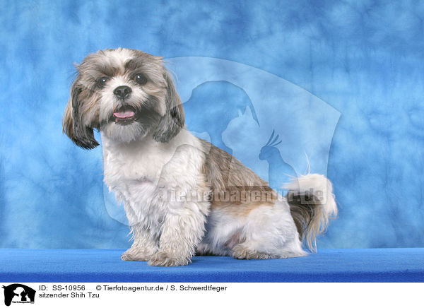 sitzender Shih Tzu / sitting Shih Tzu / SS-10956