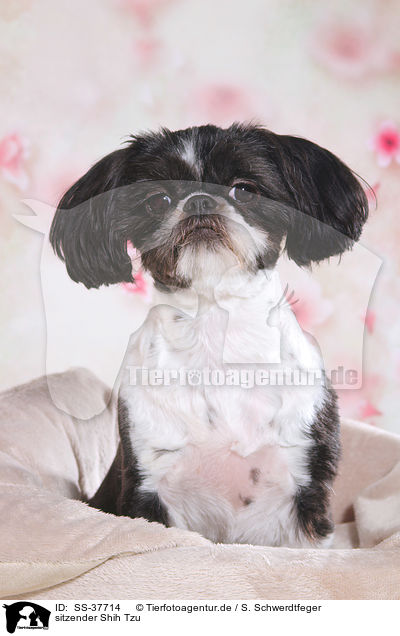 sitzender Shih Tzu / sitting Shih Tzu / SS-37714