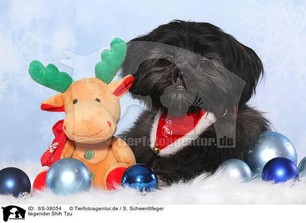 liegender Shih Tzu / lying Shih Tzu / SS-38054