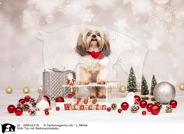 Shih Tzu mit Weihnachtsdeko / Shih Tzu with christmas decoration / JAM-02218