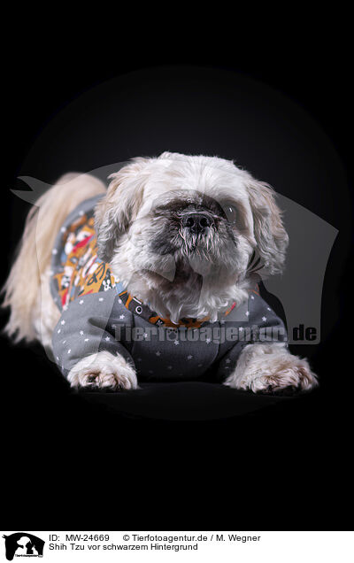 Shih Tzu vor schwarzem Hintergrund / Shih Tzu in front of black background / MW-24669