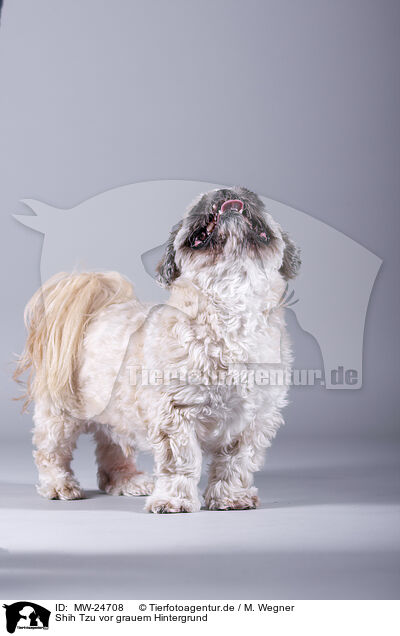 Shih Tzu vor grauem Hintergrund / MW-24708