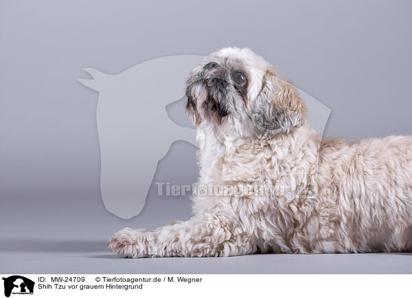 Shih Tzu vor grauem Hintergrund / MW-24709